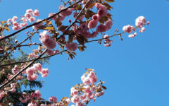 Hanami all’Orto Botanico. A Roma esplodono i fiori di ciliegio